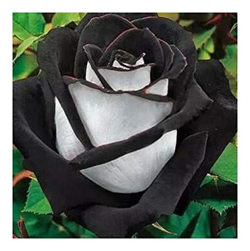 Rose black-white - Rose weiß mit schwarzem Rand - 10 Samen von Exotic Plants