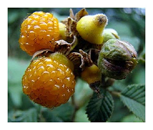 Rubus ellipticus - Gelbe Himalaya-Himbeere - Himalaya-Wildhimbeere - 10 Samen von Exotic Plants