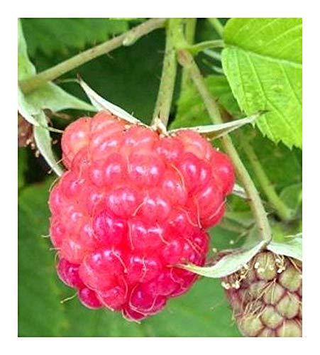 Rubus idaeus - Rote Himbeere - 15 Samen von Exotic Plants