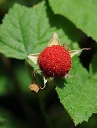 Rubus parviflorus – Weiße Zimthimbeere - 10 Samen von Exotic Plants