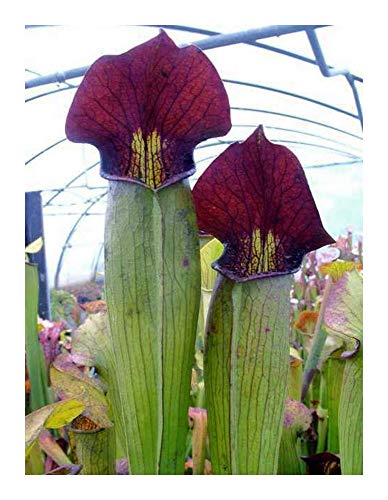 Sarracenia alata Purple Throat Giant - Schlauchpflanze - 10 Samen von Exotic Plants