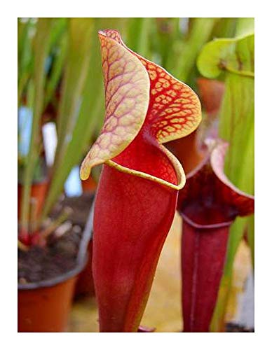 Sarracenia alata purple throat red outside - 5 Samen von Exotic Plants