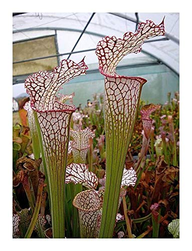 Sarracenia leucophylla Pubescens – 5 Samen von Exotic Plants