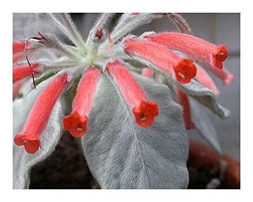 Sinningia leucotricha - brasilianisches Edelweiss - 15 Samen von Exotic Plants