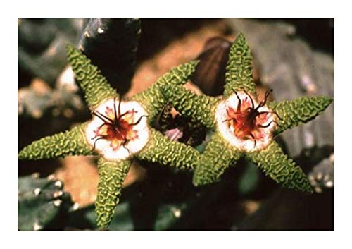 Stapelia flavopurpurea - Ascleps - 5 Samen von Exotic Plants