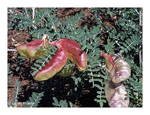 Sutherlandia frutescens – 10 Samen von Exotic Plants