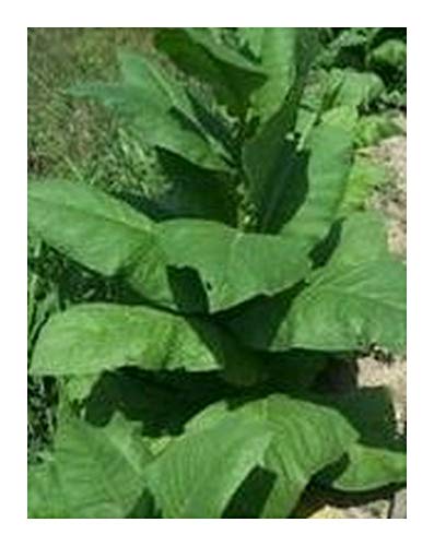 Tobacco Gold Dollar - Tabak Gold Dollar - Burley - 100 Samen von Exotic Plants