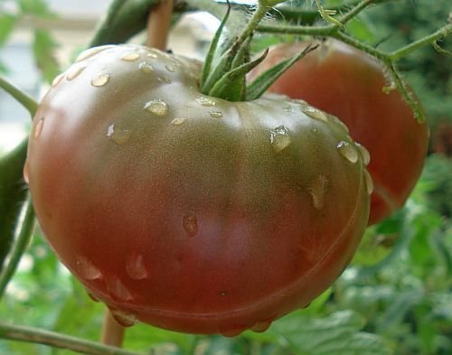 Tomate Black Krim - Tomate schwarze Krim - Tomaten Samen - 10 Samen von Exotic Plants