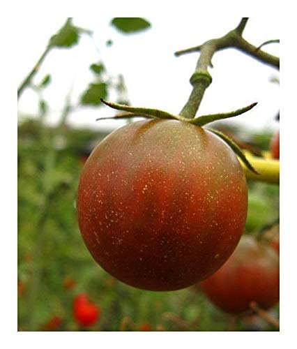Tomate Black Pear - Tomate schwarze Birne – 10 Samen von Exotic Plants