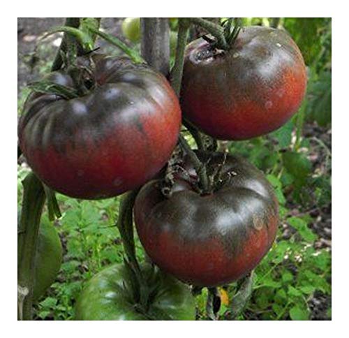 Tomate Black from Tula - schwarze Fleischtomate - 20 Samen von Exotic Plants