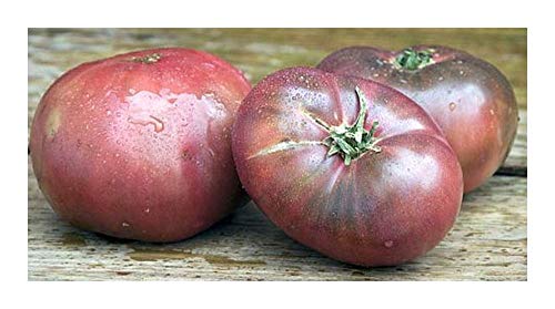 Tomate Cherokee Purple - Tomate Cherokee violett – 15 Samen von Exotic Plants
