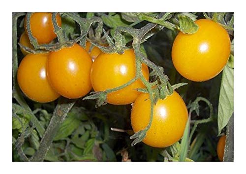 Tomate Cherry Gold Nugget - Kirschtomate - 10 Samen von Exotic Plants