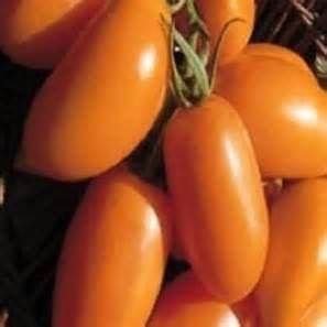 Exotic Plants Tomate Orange Banana - orangefarbene Flaschentomate - 20 Samen von Exotic Plants