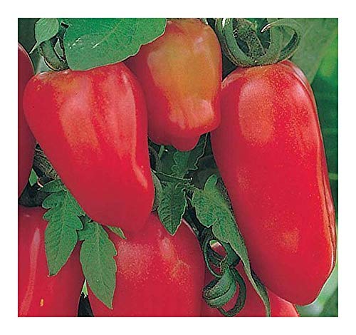 Tomate San Marzano 3 - Tomate San Marzano 3 - Tomaten Samen - 20 Samen von Exotic Plants