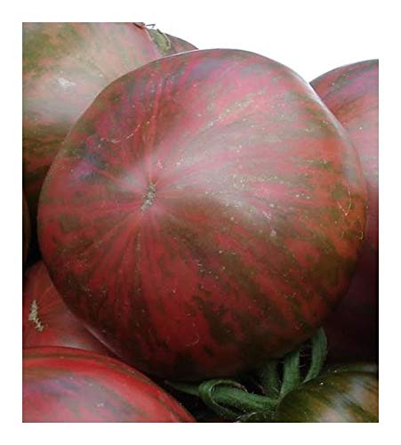 Tomate Ukrainian Purple - dunkelviolette Tomate - 10 Samen von Exotic Plants