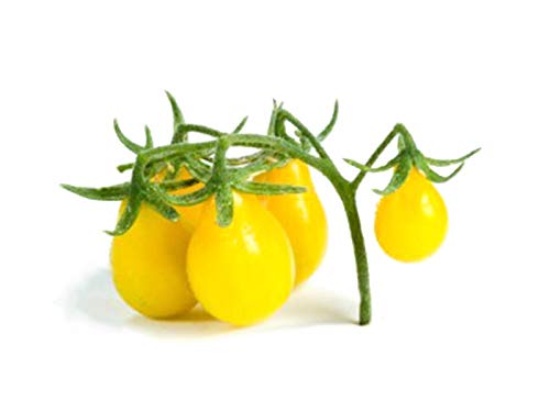 Tomate Yellow Pear - Tomate gelbe Birne - Tomaten Samen - 10 Samen von Exotic Plants