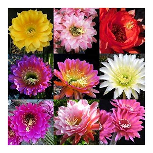 Trichocereus hybrids mix - Trichocereus Hybriden Mischung - 10 Samen von Exotic Plants