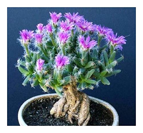 Trichodiadema densum - Caudexpflanze - Bonsai - 30 Samen von Exotic Plants