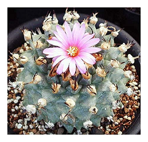 Turbinicarpus alonsoi - Turbinicarpus - 10 Samen von Exotic Plants