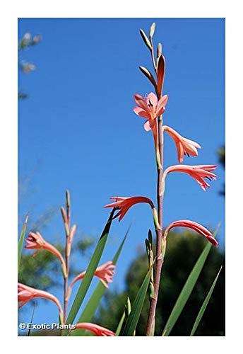 Watsonia coccinea - Watsonia - 5 Samen von Exotic Plants