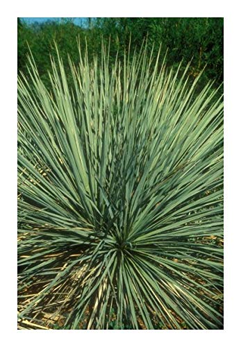 Yucca glauca - Yucca - 5 Samen von Exotic Plants