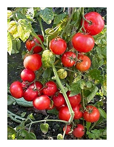 Zwergtomate Window Box Red - rote Kirschtomate - 50 Samen von Exotic Plants