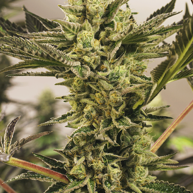 Banana Mash Automatic 0,25 L (3 Stk) von Exotic Seed
