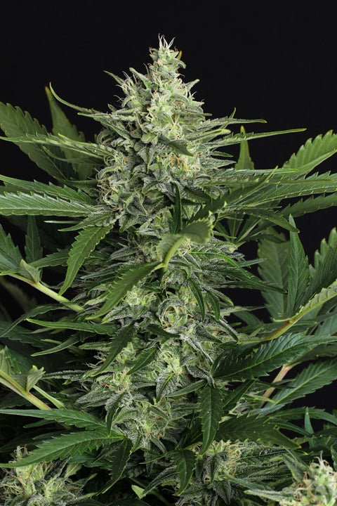 Green Gummy von Exotic Seed
