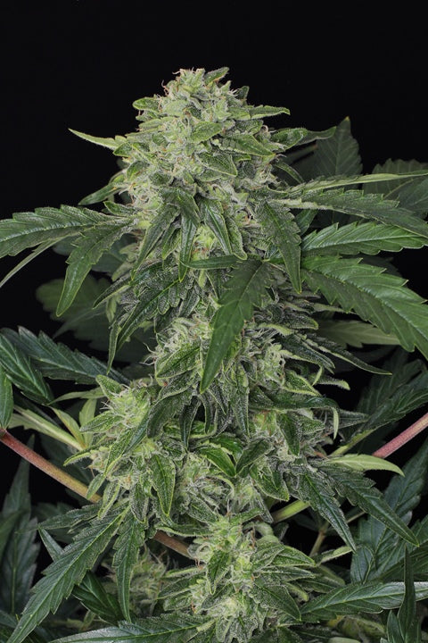 Jungle Fever von Exotic Seed
