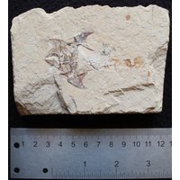 Coccodus 26R Fischfossil von ExpoHakelFossils