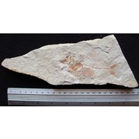 Ctenothrissa 18R Fisch Fossil von ExpoHakelFossils