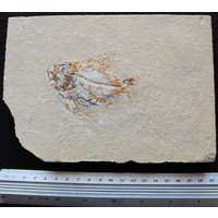 Ctenothrissa 21R Fisch Fossil von ExpoHakelFossils