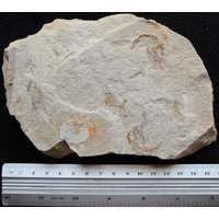 Cyclobatis 09R Fischfossil | Teilweise + Garnelen von ExpoHakelFossils