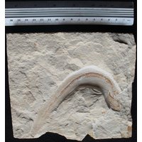 Enchelion 27R Lebanon Fossil von ExpoHakelFossils