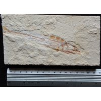 Eurypholis 07R | Fisch Im Fisch Fisch Fossil von ExpoHakelFossils