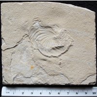 Nautiloid 04R von ExpoHakelFossils
