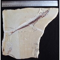 Prionolepis 23R Fischfossil von ExpoHakelFossils