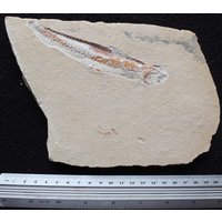 Prionolepis 26R Fisch Fossil von ExpoHakelFossils