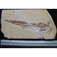 Prionolepis 27R Fisch Fossil von ExpoHakelFossils