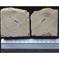 Tintenfisch 27R Fossil | Double von ExpoHakelFossils