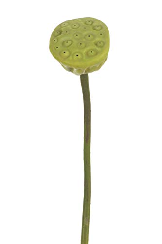 Express Flor Box mit 24 Lotusblüten in künstlichen Samen, 54 cm, Grün von Express Flor