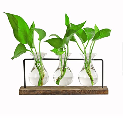 EylKoi Propagation Station Mit HolzstäNder Ableger Pflanzen Glas Mit 3 Hyazinthenglas ReagenzgläSer füR Avocado Blumentopf Glas WasserpflanzenstäNder Zimmerpflanze Liebhaber Geschenk Frau BüRo Haus von EylKoi