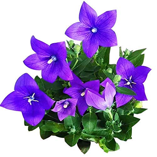 Blaue Platycodon-Samen 50+ Ballonblume Blaue Platycodon Grandiflorus-Pflanze Mehrjährige Grandiflorus-Blumensamen für Haus und Garten von Eysii