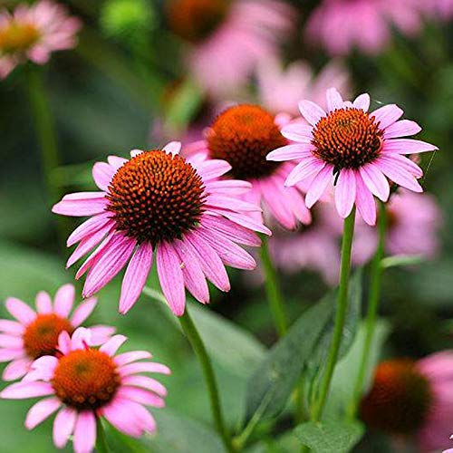 Coneflower Echinacea purpurea Seeds 30+ Purple Blooms Blumensamen Pflanzen für den Hausgarten von Eysii