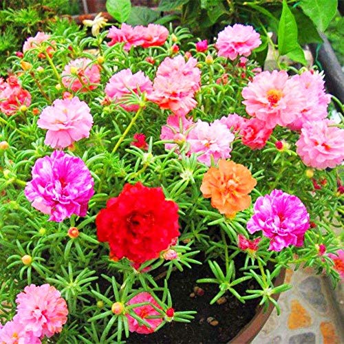 Moos Rose Mischfarbe Blumensamen 100+ Ornamental Portulaca Grandiflora Blumen Samen Bonsai Samen für Bonsai Hausgarten Balkon Pflanzen von Eysii