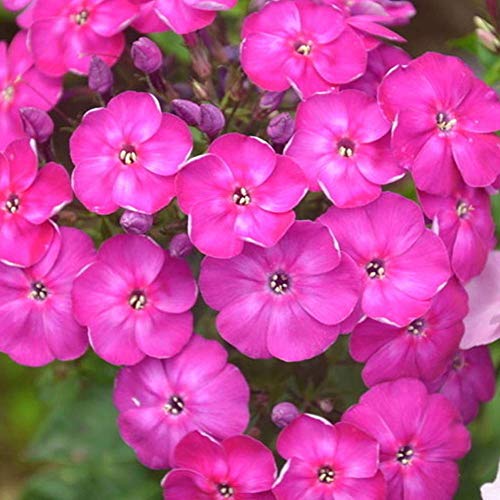 Phlox Seeds 30+ (Drummondii Hook） Blumensamen für Haus/Garten/Outdoor/Hof/Farm Planting von Eysii