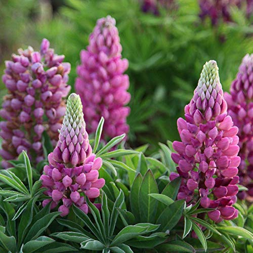 Russell Lupine Mixed Seeds 30+ Bunte mehrjährige Lupinenpflanze Blumensamen für Haus- und Gartenpflanzen Einfach zu züchten von Eysii