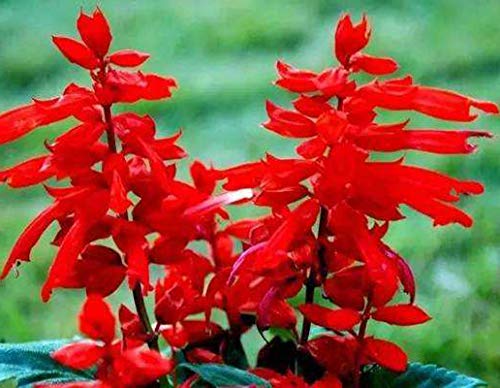 Scarlet Red Sage Seeds 30+ Salvia Coccinea Tropischer Salbei, Blutsalbei, Texas Salbei, Salvia Coccinea - Wildblumenkerne von Eysii