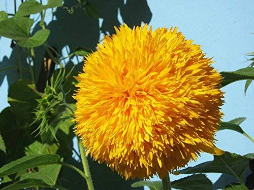 Sonnenblumenkerne 20 / Pack (Helianthus annus) Bio-Hausgarten ohne GVO Sonnige Sonnenblumenkerne Offene bestäubte Samen zum Pflanzen von großen Teddy-Sonnenblumen von Eysii