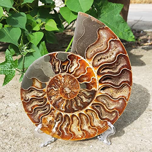 FADUNI 12-16 cm Natürliche Ammonit-Scheibe Muschel mit Ständer Madagaskar-Exemplar Kristalle geeignet for Zuhause Natürliche Steine von FADUNI